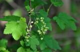 genus Ribes