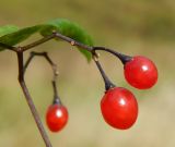 Solanum dulcamara