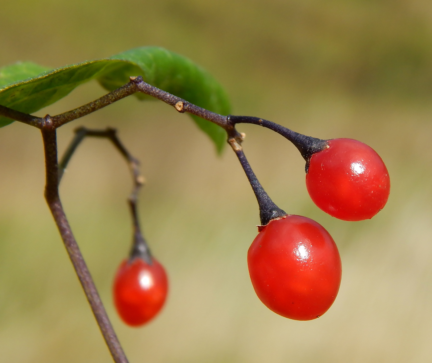 Image of Solanum dulcamara specimen.