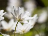 Anemone nemorosa. Цветок. Ленинградская обл., Кингисеппский р-н, окр. дер. Урмизно, побережье Финского залива, смешаный лес. 09.05.2020.