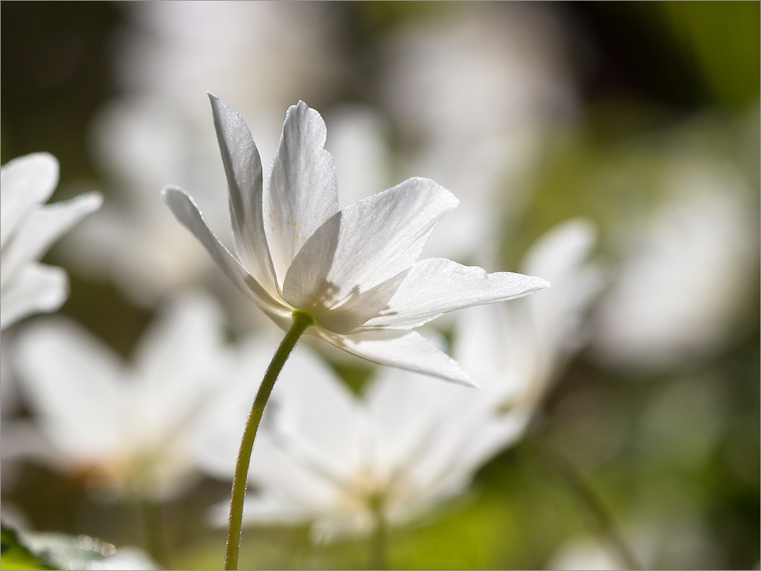 Изображение особи Anemone nemorosa.