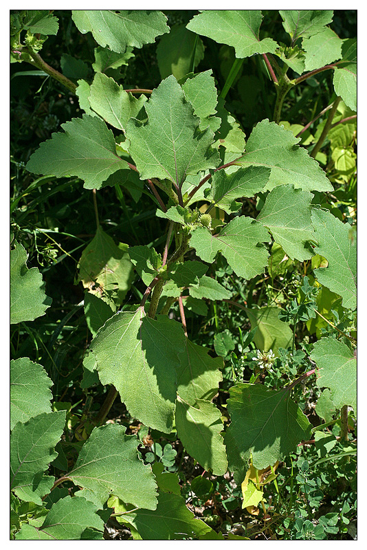 Image of genus Xanthium specimen.