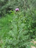 Cirsium elbrusense