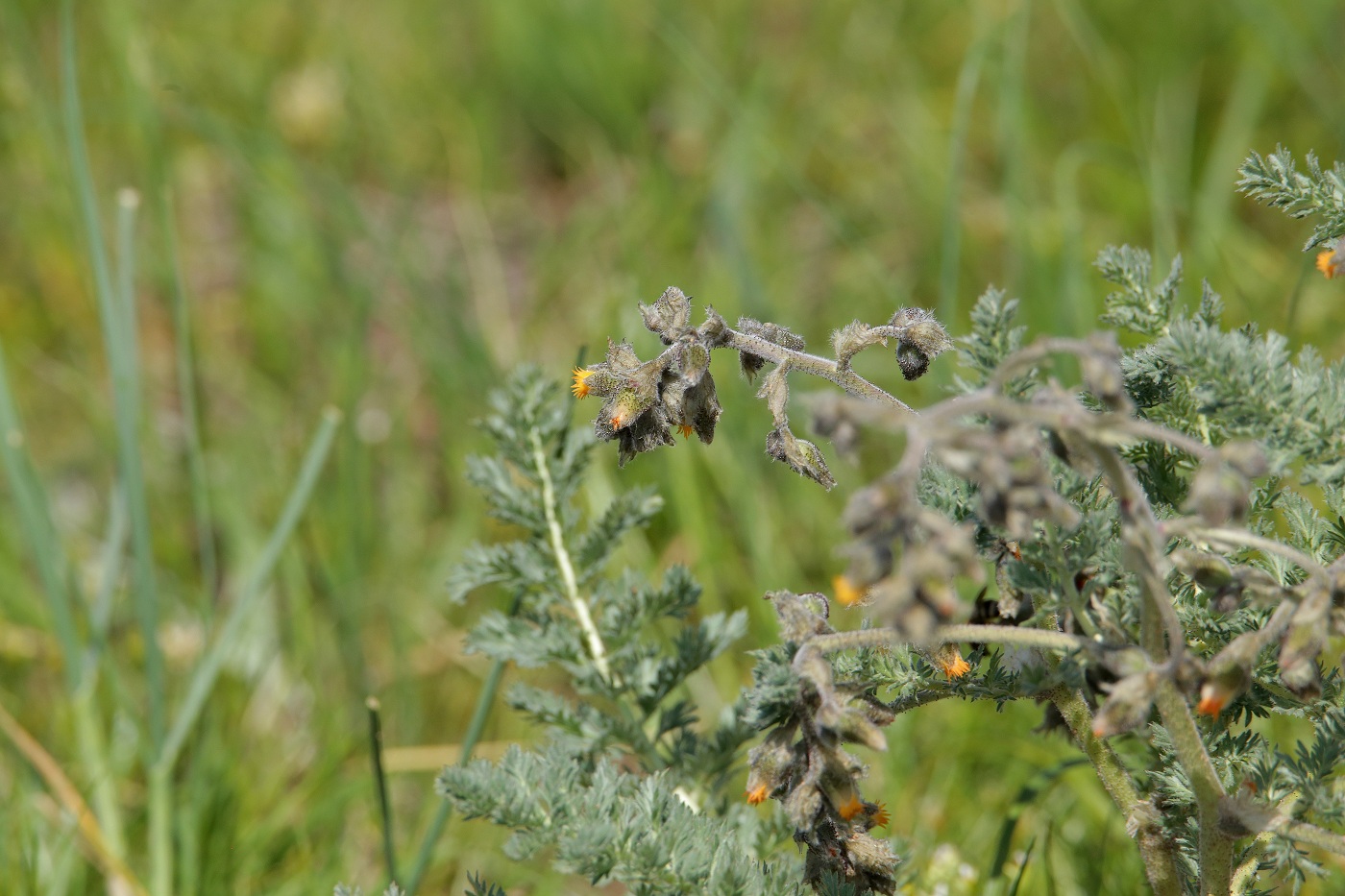 Image of Biebersteinia multifida specimen.