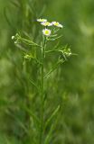 Erigeron strigosus