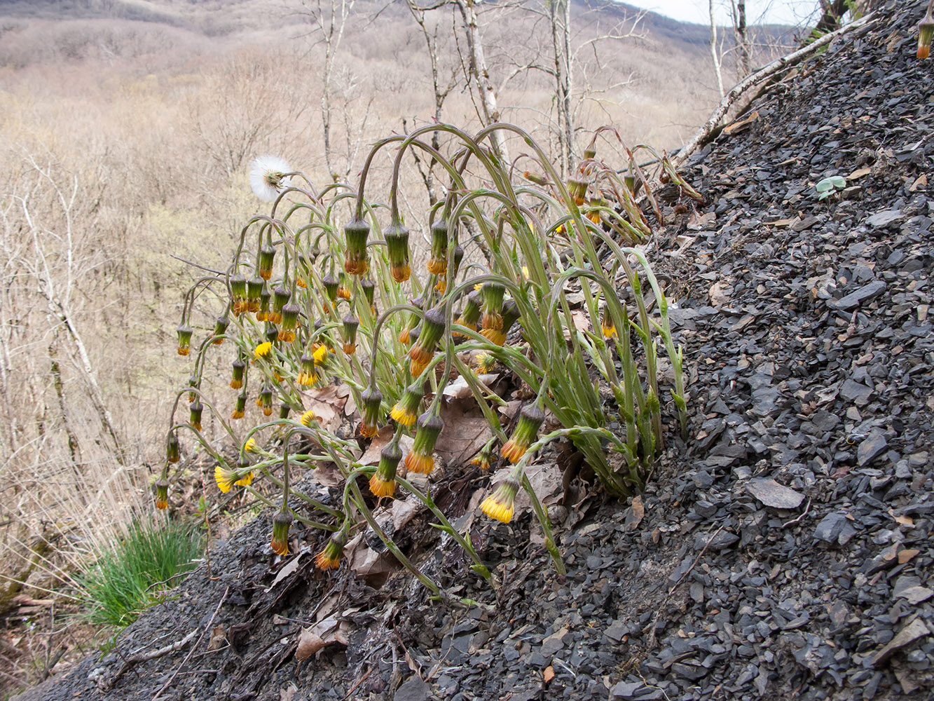 Image of Tussilago farfara specimen.