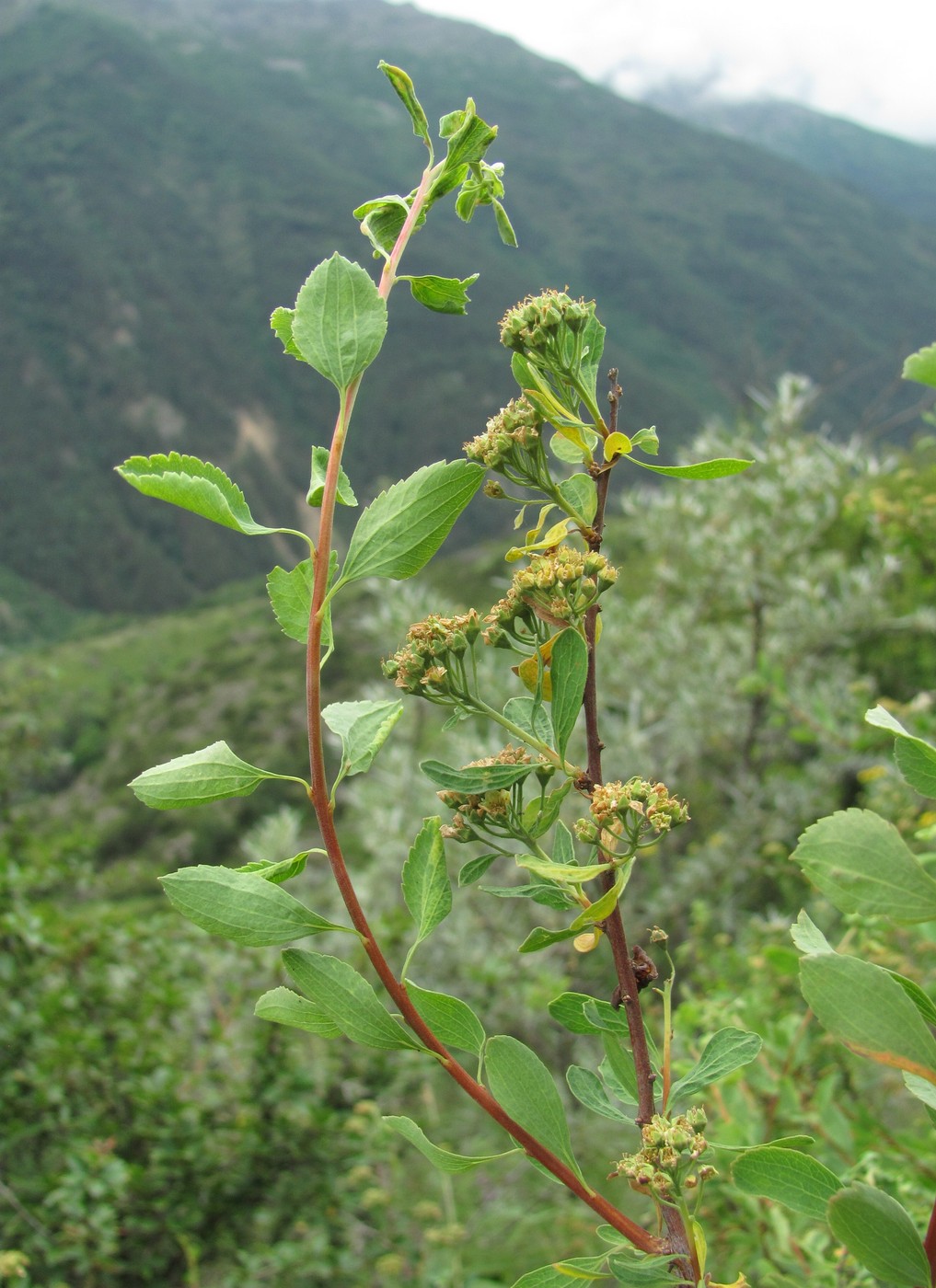 Изображение особи Spiraea crenata.