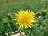 Sonchus subspecies uliginosus