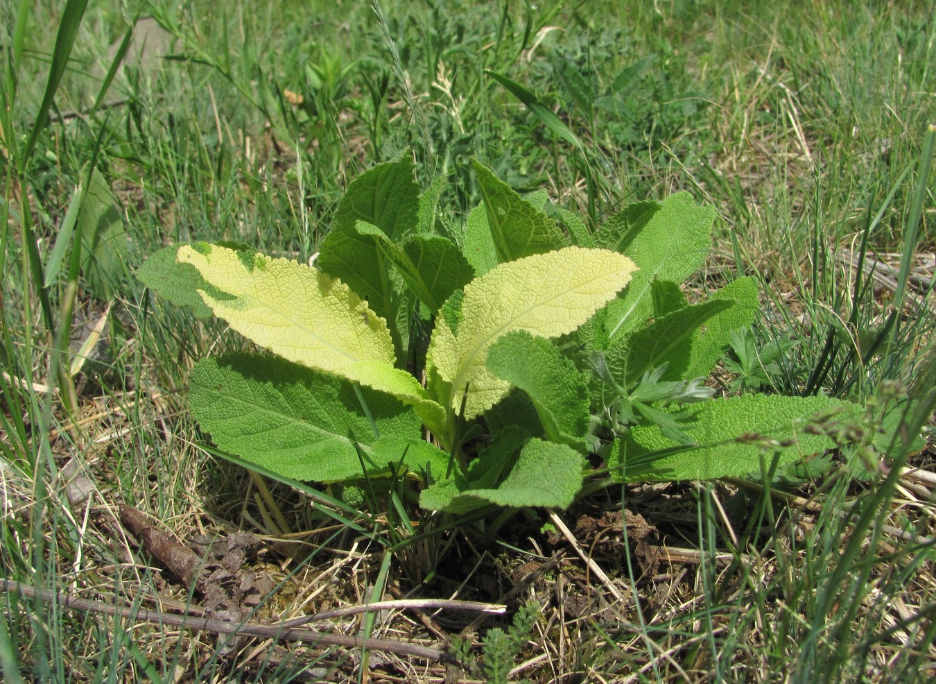 Изображение особи Salvia tesquicola.