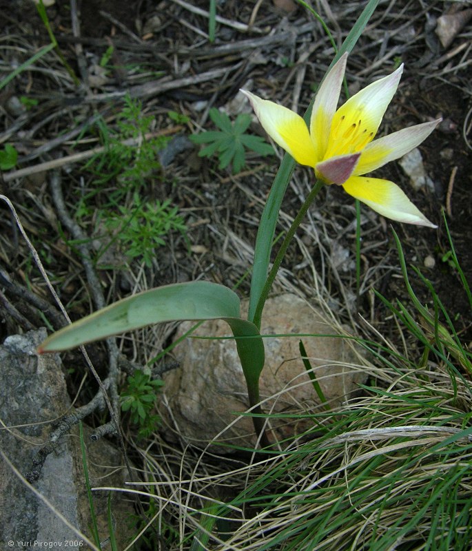 Image of Tulipa dasystemonoides specimen.