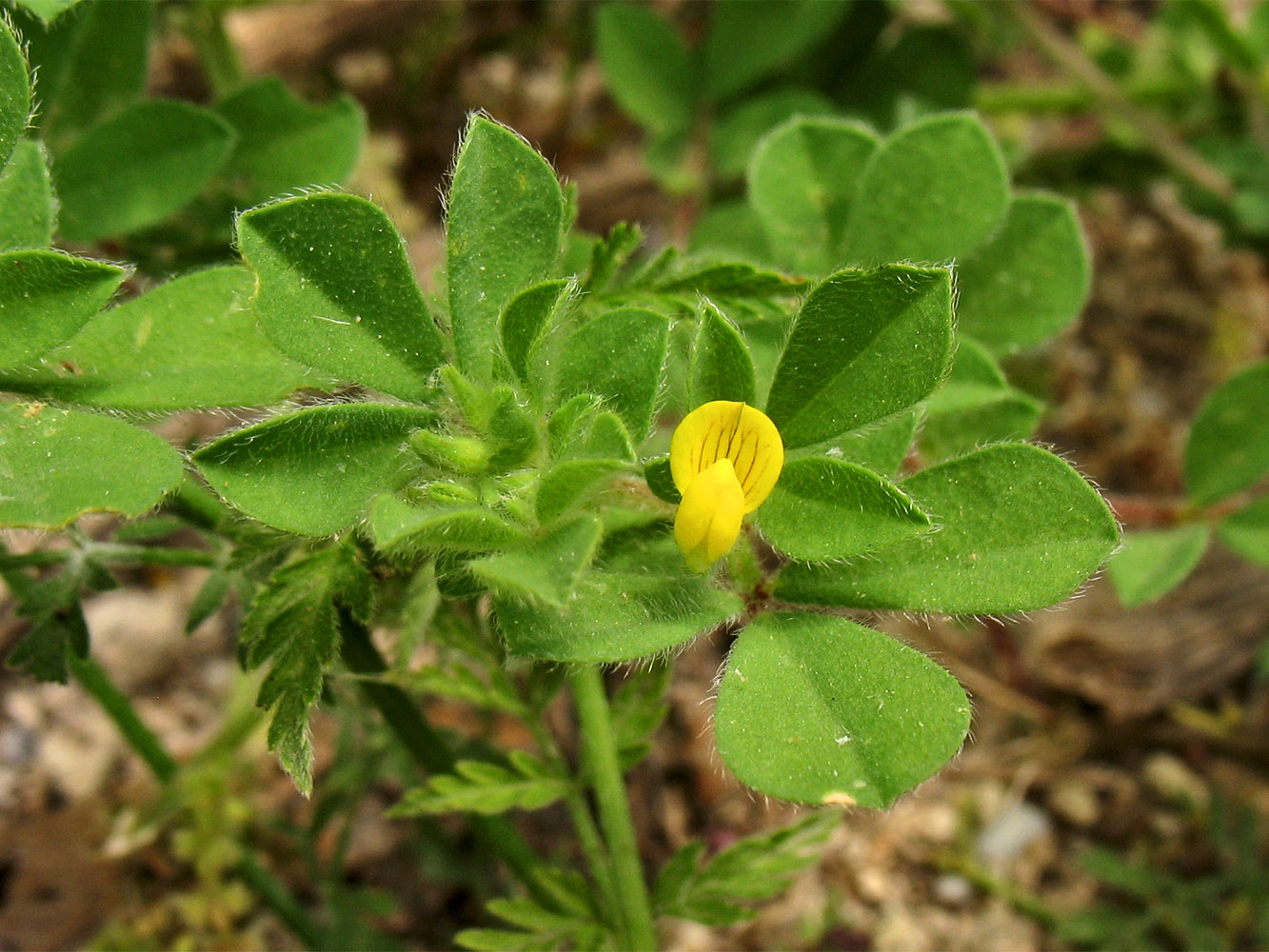 Изображение особи Lotus peregrinus.