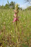 Anacamptis sancta