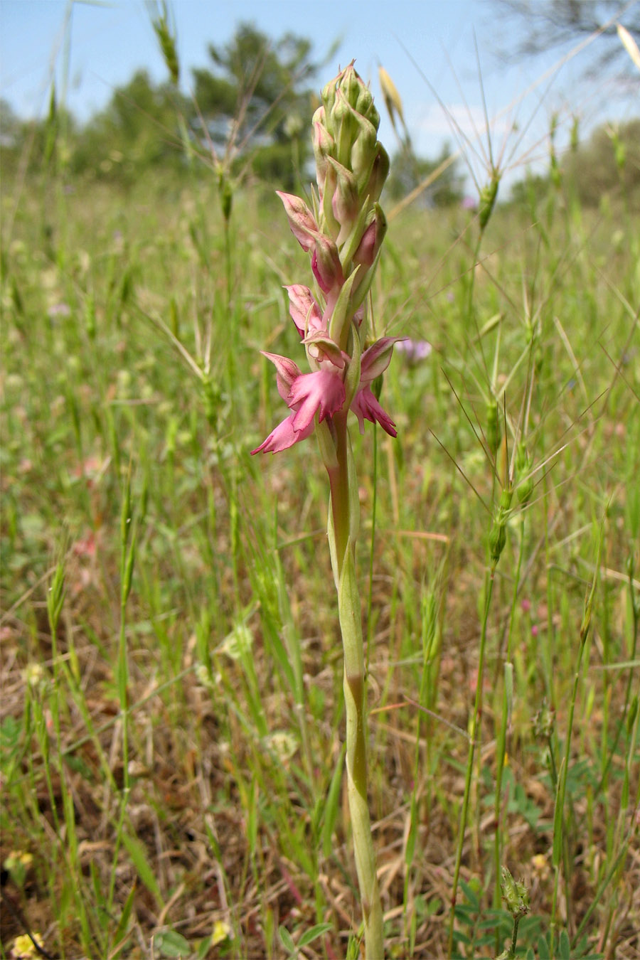 Изображение особи Anacamptis sancta.