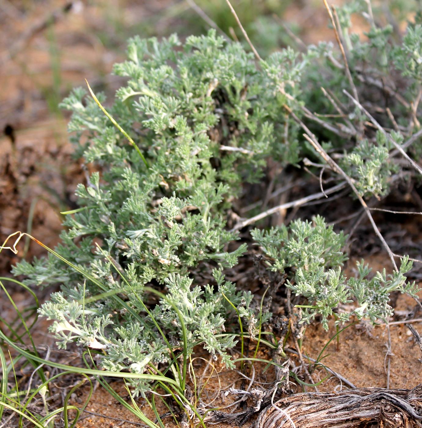 Изображение особи Artemisia terrae-albae.