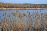 Phragmites australis. Сухие прошлогодние побеги с соплодиями. Волгоградская обл., Калачёвский р-н, Голубинские пески, берег р. Дон, у воды. 16.04.2021.