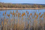 Phragmites australis