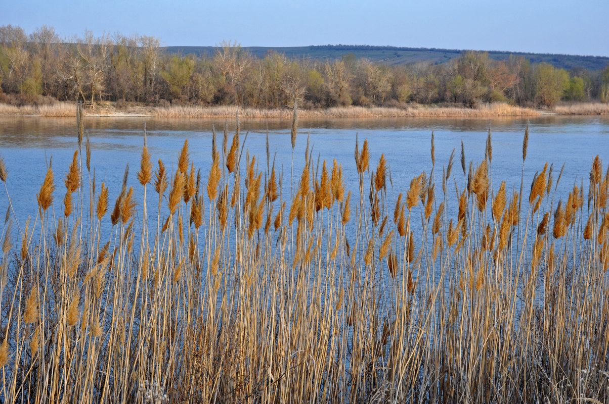 Изображение особи Phragmites australis.