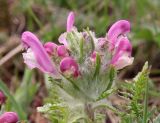 Pedicularis dasystachys. Верхушка растения с соцветием. Алтайский край, окр. пос. Степное озеро, остепнённый луг. 07.05.2021.