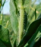 Camelina sylvestris