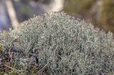 род Cladonia