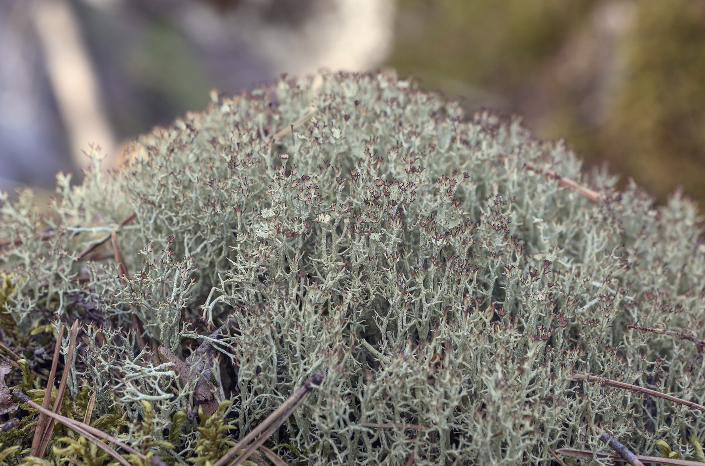 Изображение особи род Cladonia.