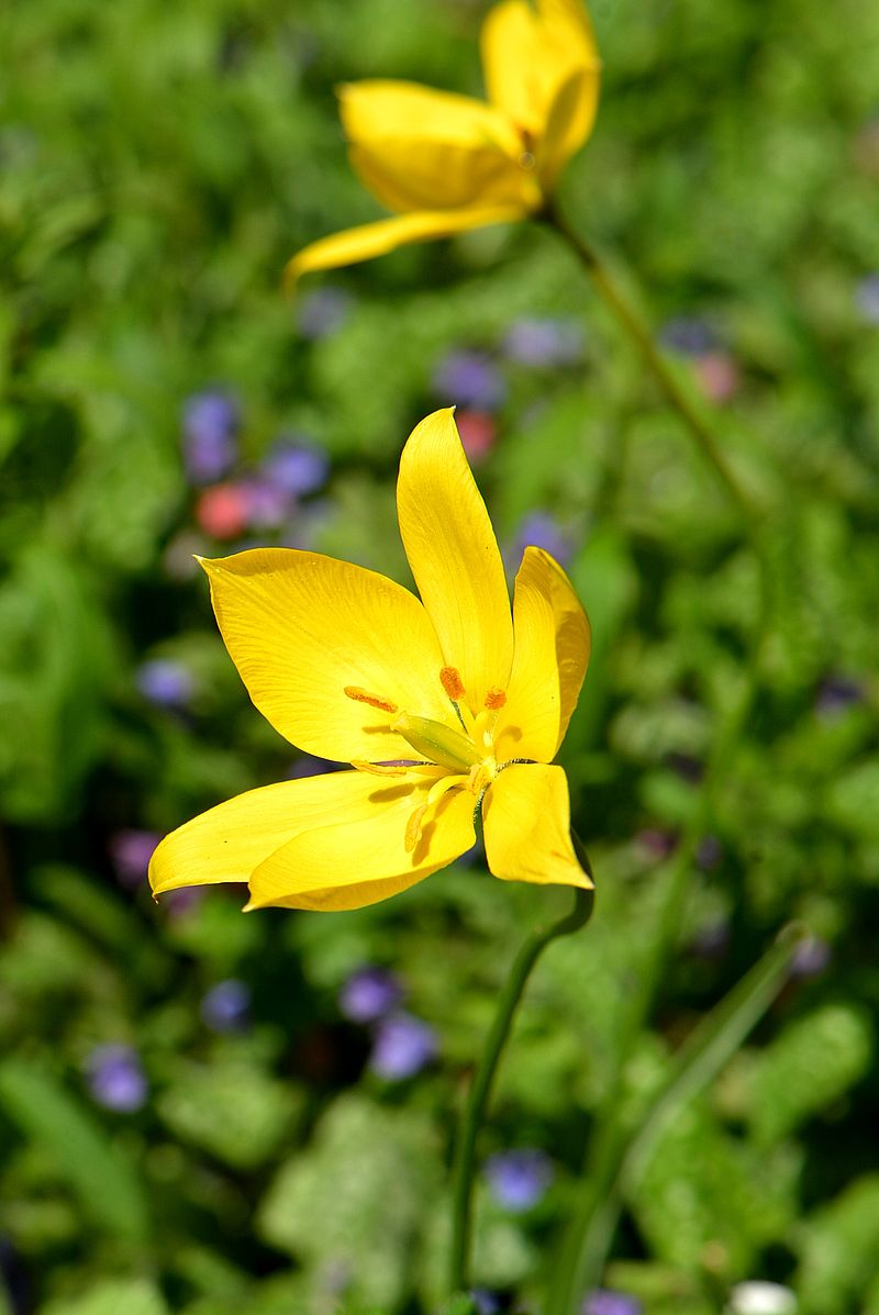 Изображение особи Tulipa sylvestris.