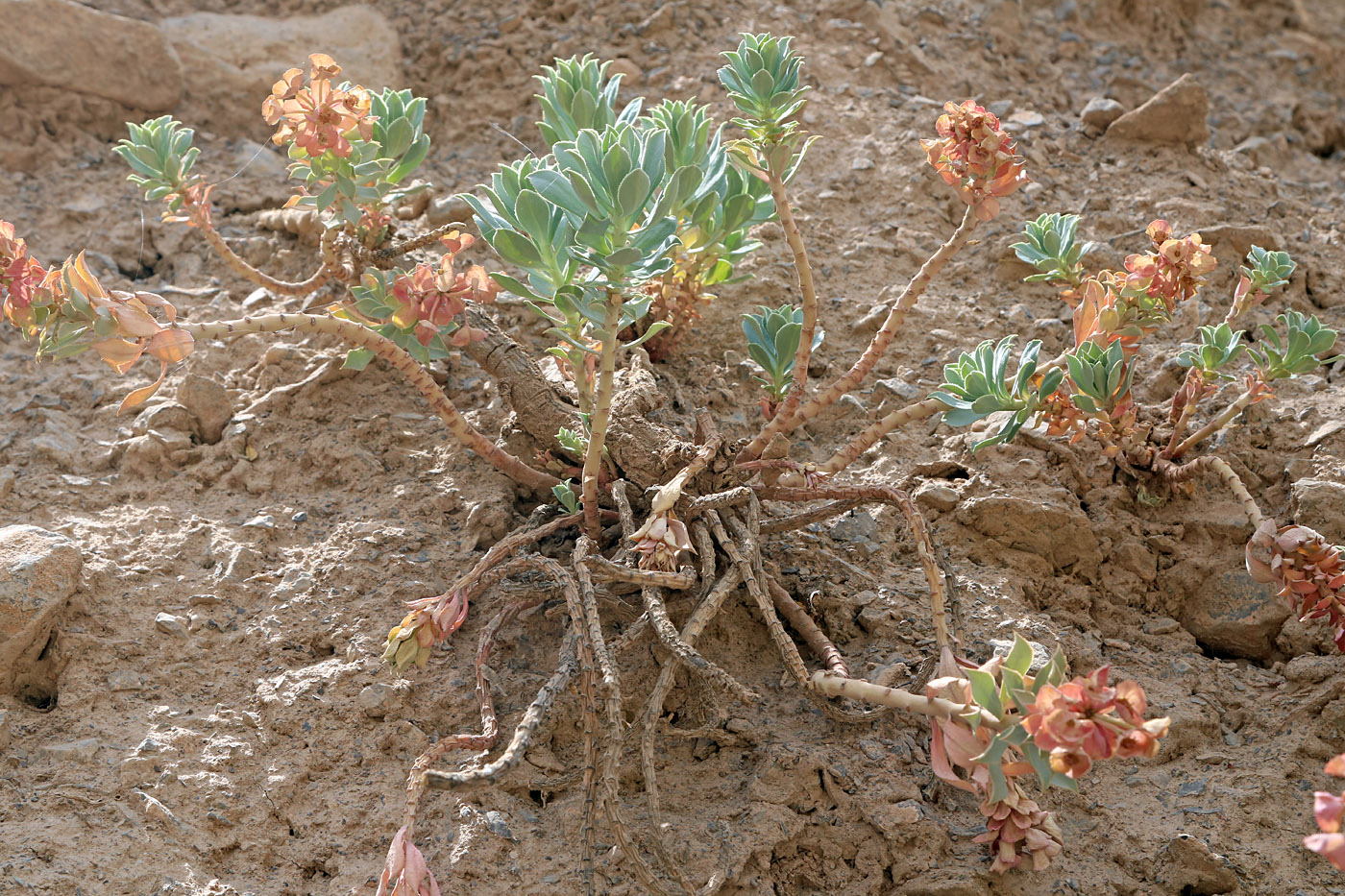 Image of Euphorbia spinidens specimen.