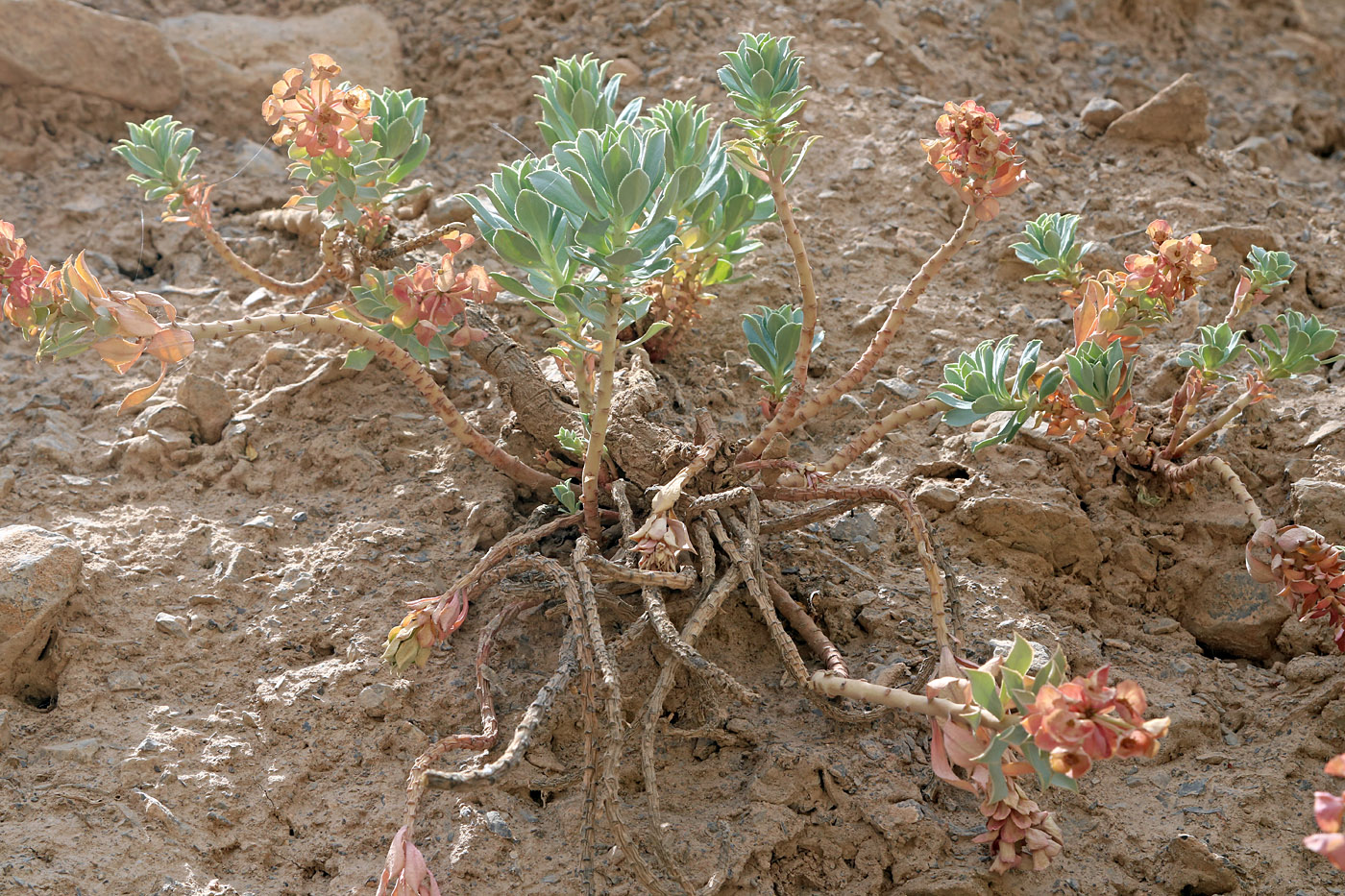 Изображение особи Euphorbia spinidens.