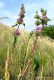 Phlomoides tuberosa