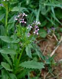 Chorispora tenella. Верхушка побега с соцветиями. Калмыкия, Яшкульский р-н, окр. пос. Утта, степь. 18.04.2021.