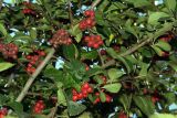 Crataegus macracantha
