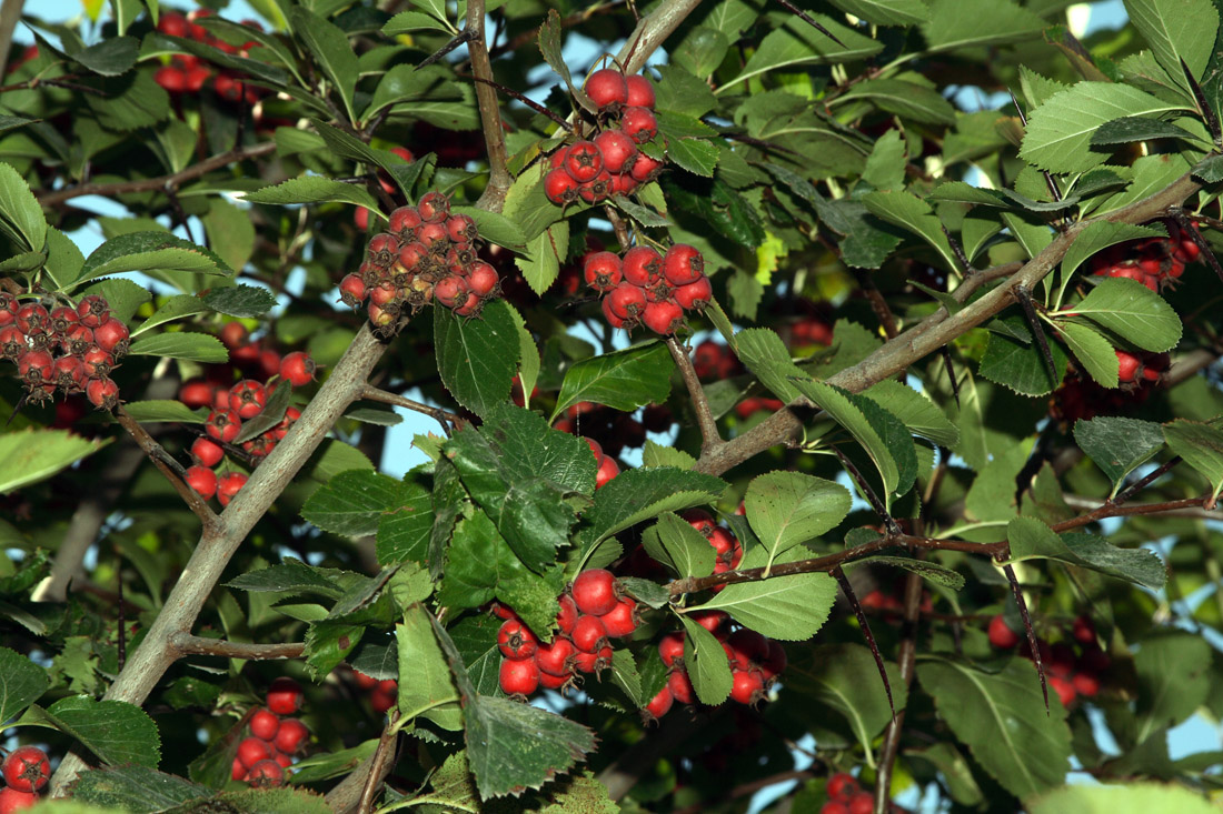 Изображение особи Crataegus macracantha.