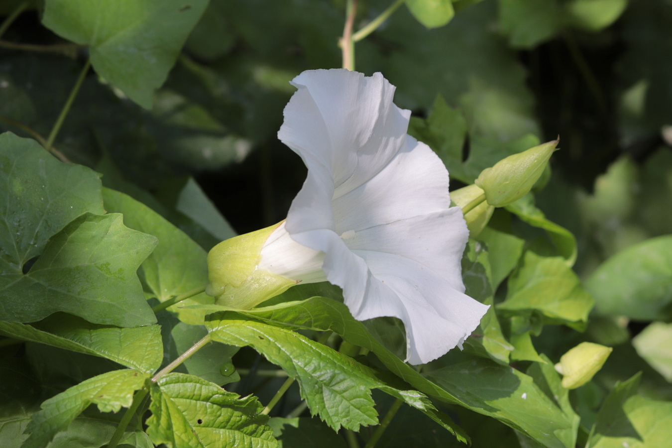 Image of Calystegia silvatica specimen.