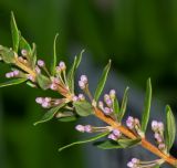 Agathosma ovata