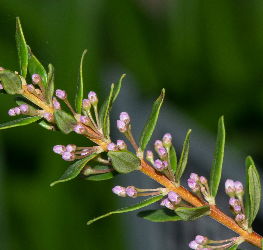 Image of Agathosma ovata specimen.