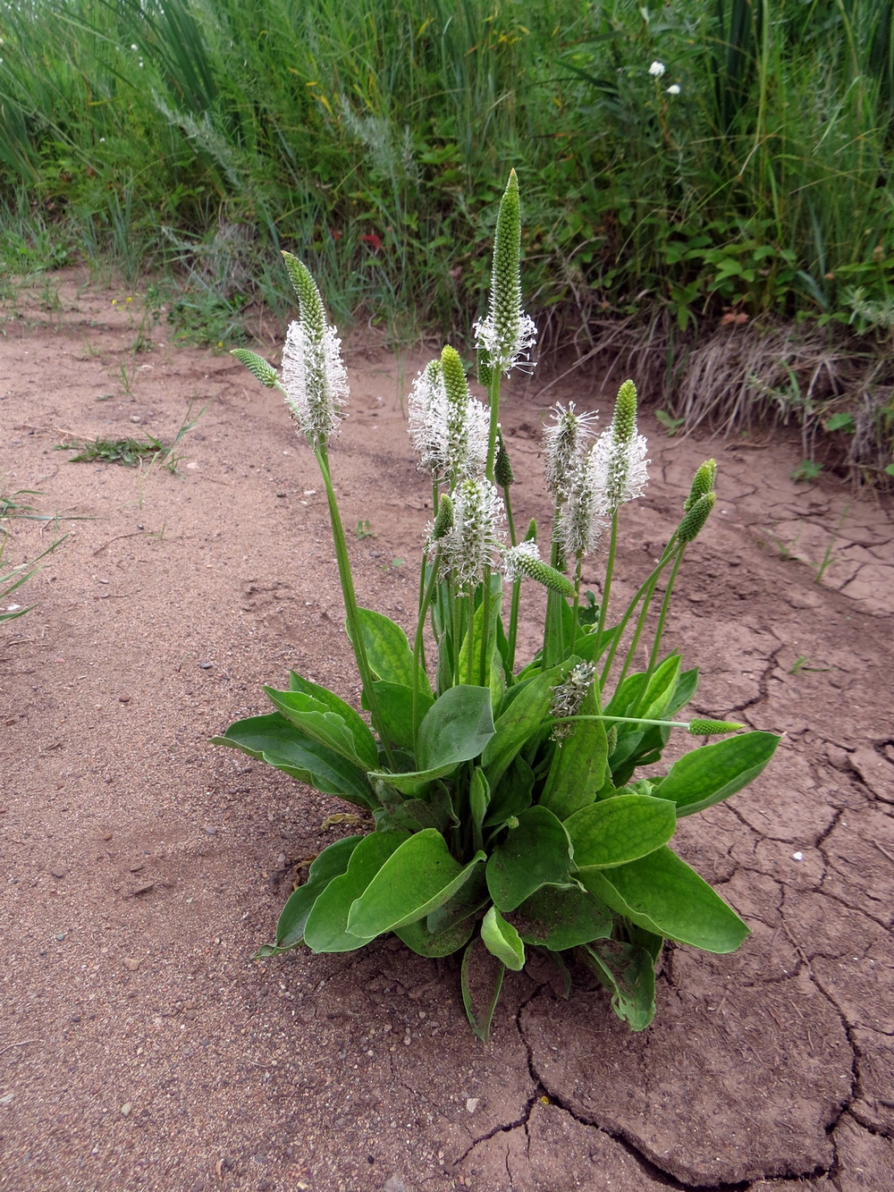 Image of Plantago maxima specimen.