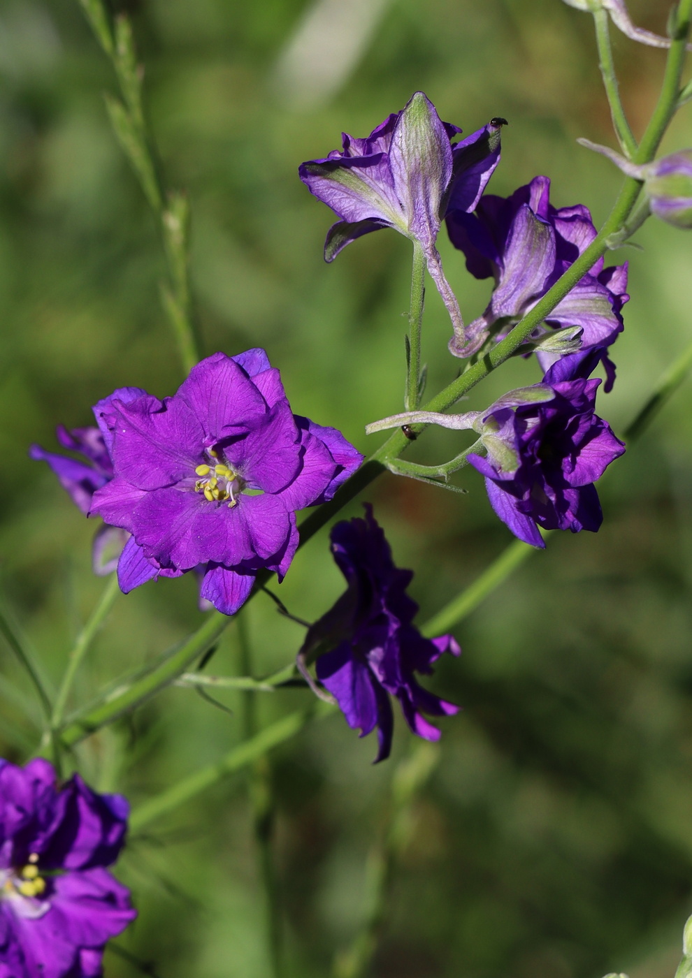 Image of Delphinium ajacis specimen.