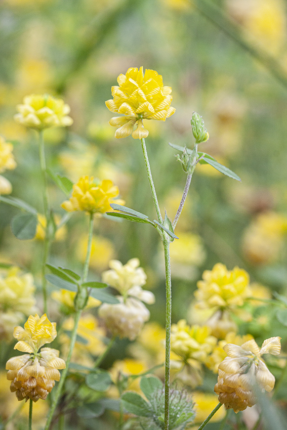 Image of Trifolium campestre specimen.