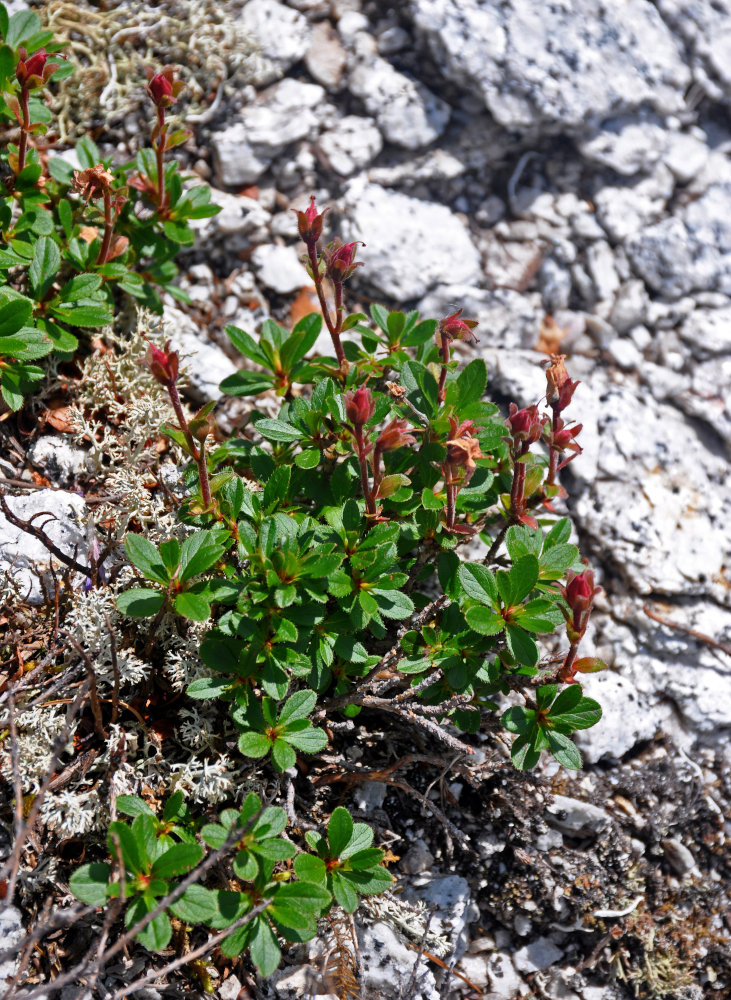 Image of Rhododendron redowskianum specimen.