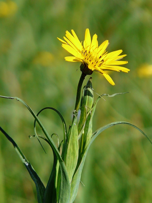 Image of Tragopogon orientalis specimen.