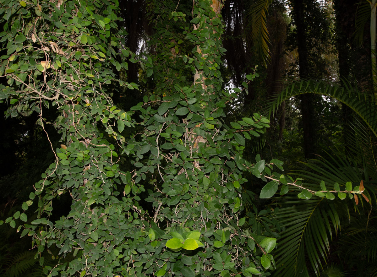 Image of Ficus pumila specimen.