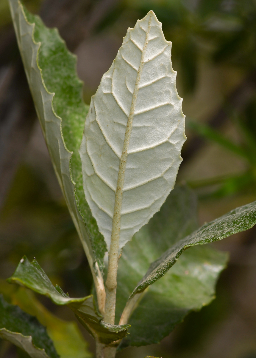 Изображение особи Brachylaena discolor.