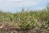 Buschia lateriflora. Цветущее и плодоносящее растение. Крым, Керченский п-ов, Приазовье, Караларская степь, луговина между засолённой степью и руслом сероводородного ручья. 14.05.2021.