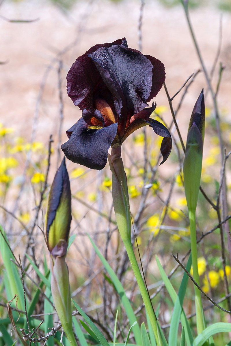 Image of Iris atropurpurea specimen.