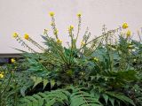 Mahonia japonica