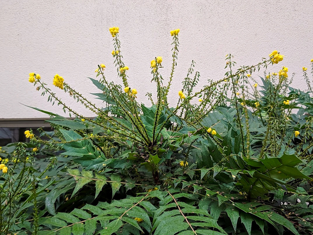 Image of Mahonia japonica specimen.