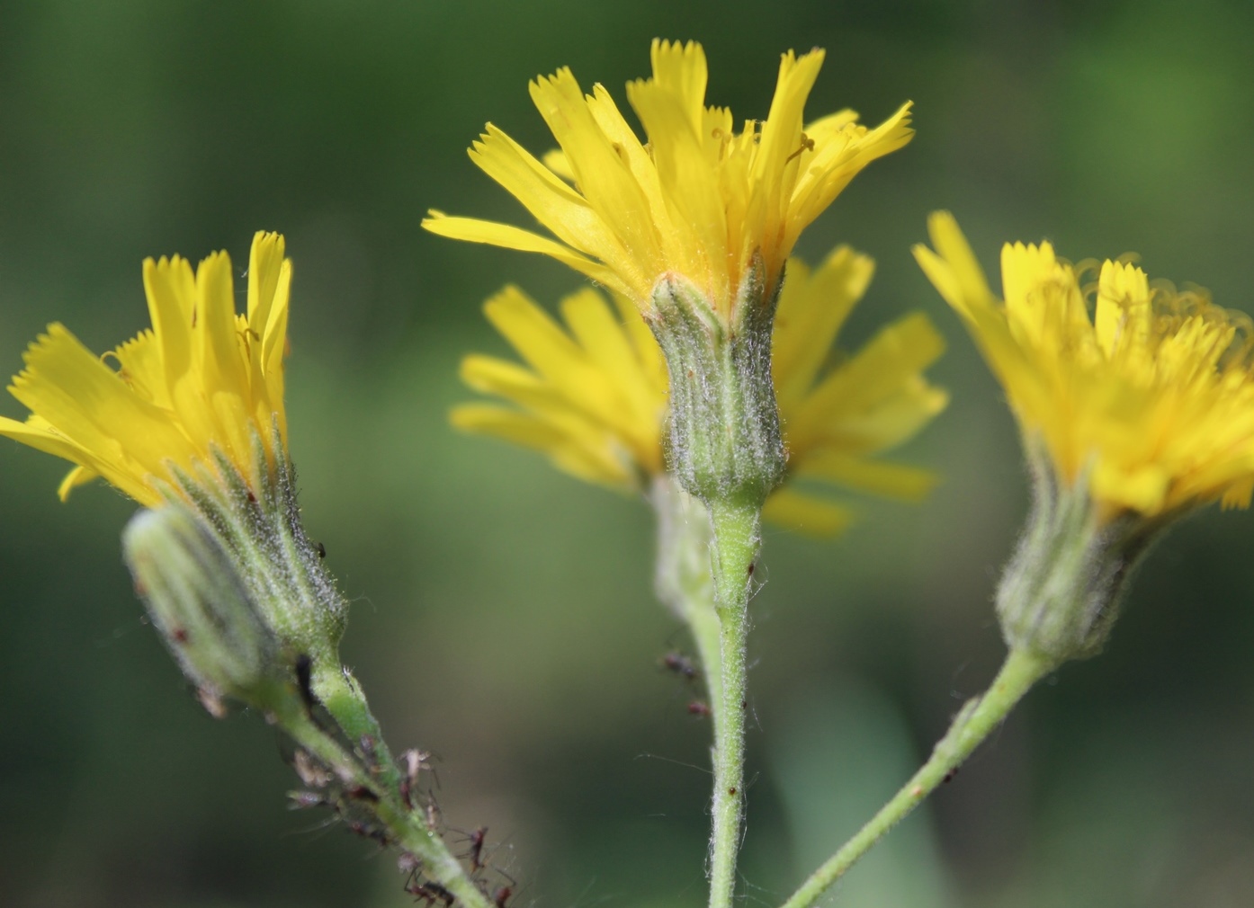 Изображение особи Hieracium krylovii.