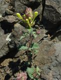 Scutellaria karjaginii