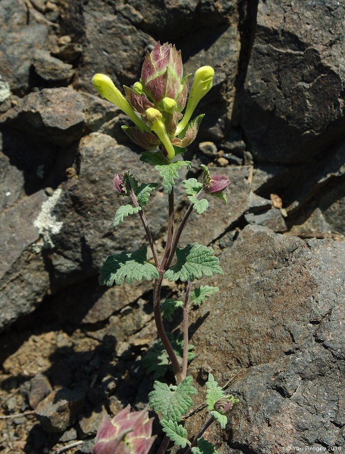 Image of Scutellaria karjaginii specimen.