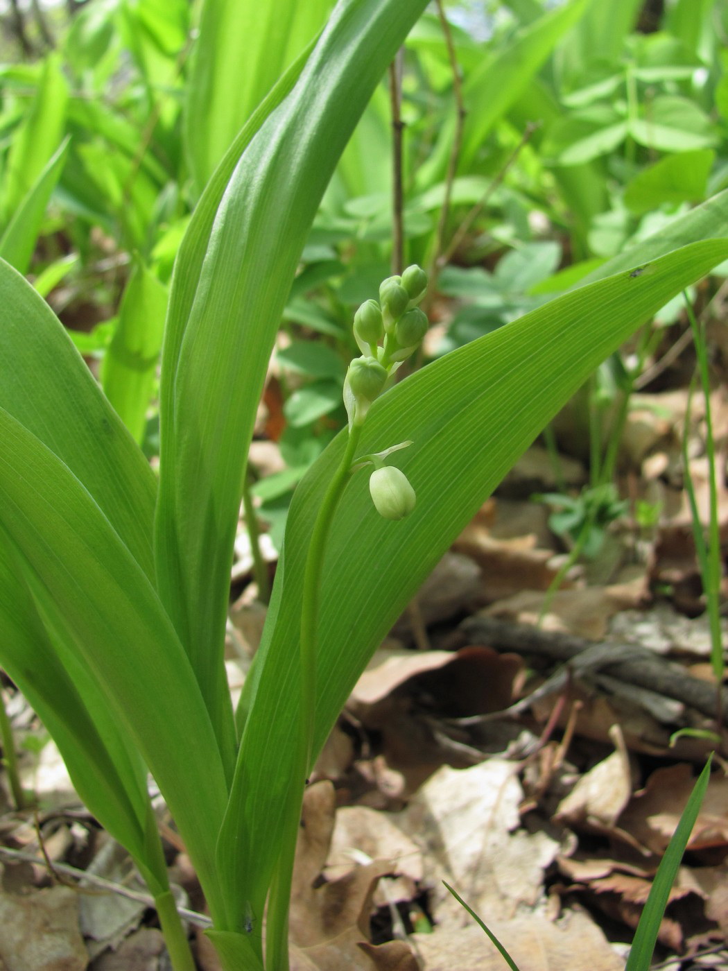 Изображение особи Convallaria majalis.